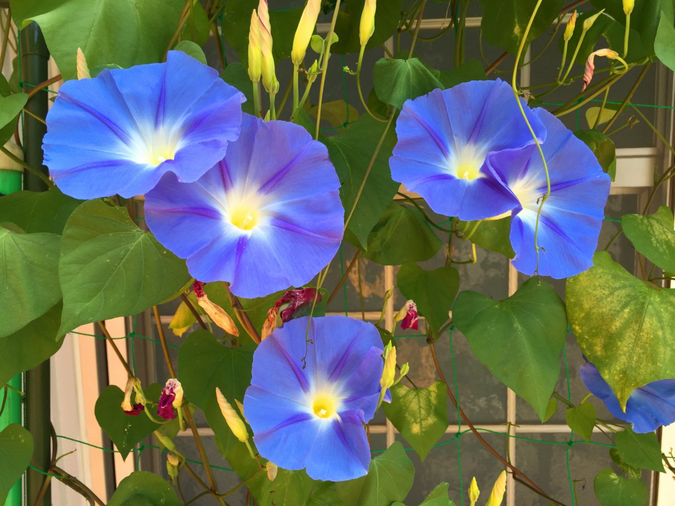 Look for asago morning glories in August in Japan