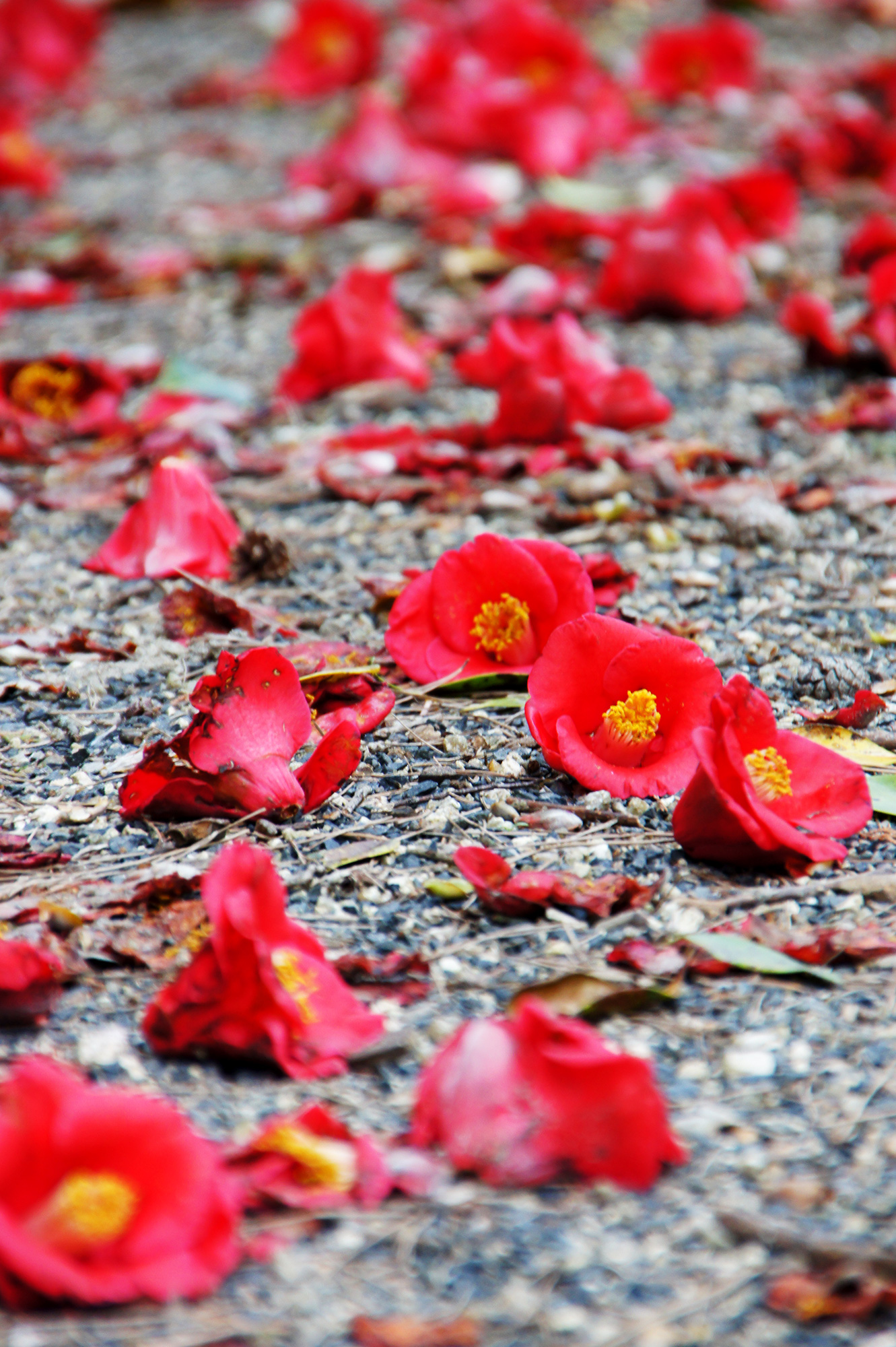 Lush tsubaki camellia flower petal decorate the footpaths at Honen-in Temple, Kyoto.