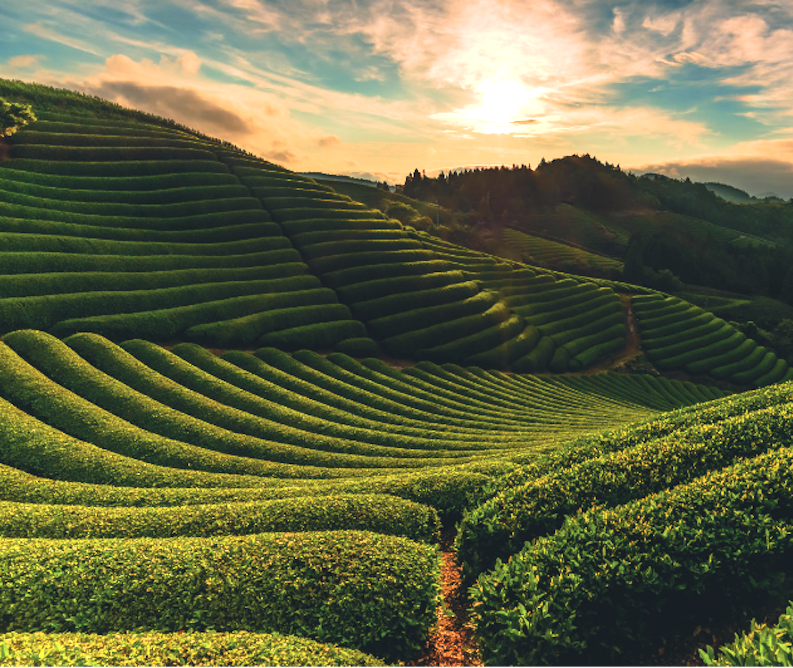 The ancient and lucrative tea fields of Uji, SE of Kyoto.